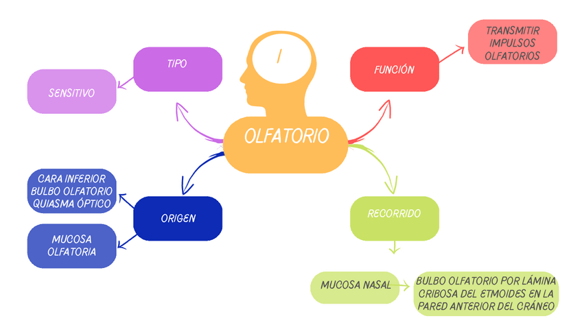 Miniatura del documento Esquema-Pares-craneales.pdf