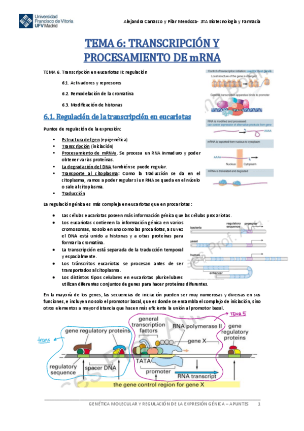 Miniatura del documento Tema-6-Genetica-Molecular.pdf