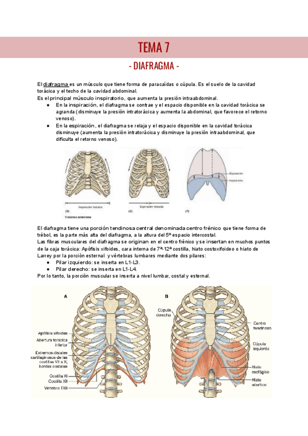 Miniatura del documento TEMA-7-ANATOMIA-I.pdf