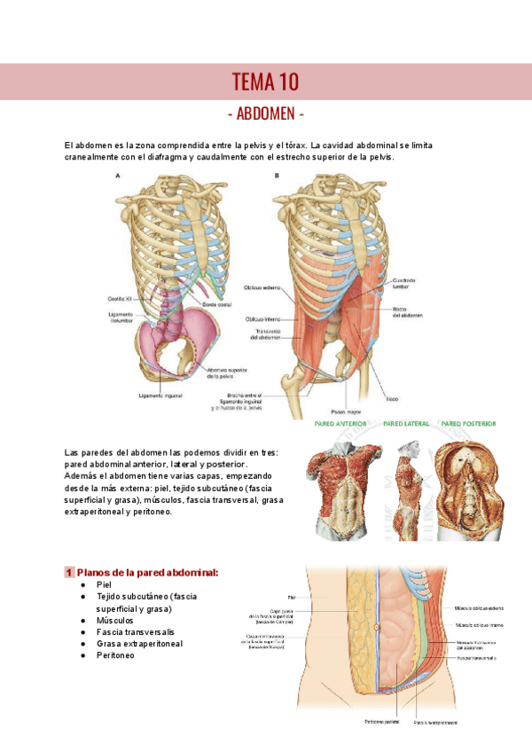 Miniatura del documento TEMA-10-ANATOMIA-I.pdf