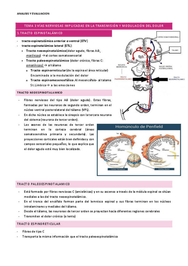 Miniatura del documento Tema-3-Vias-nerviosas.pdf