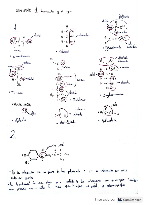 Miniatura del documento SEMINARIOS-BIOMOLECULAS-CORREGIDOS.pdf