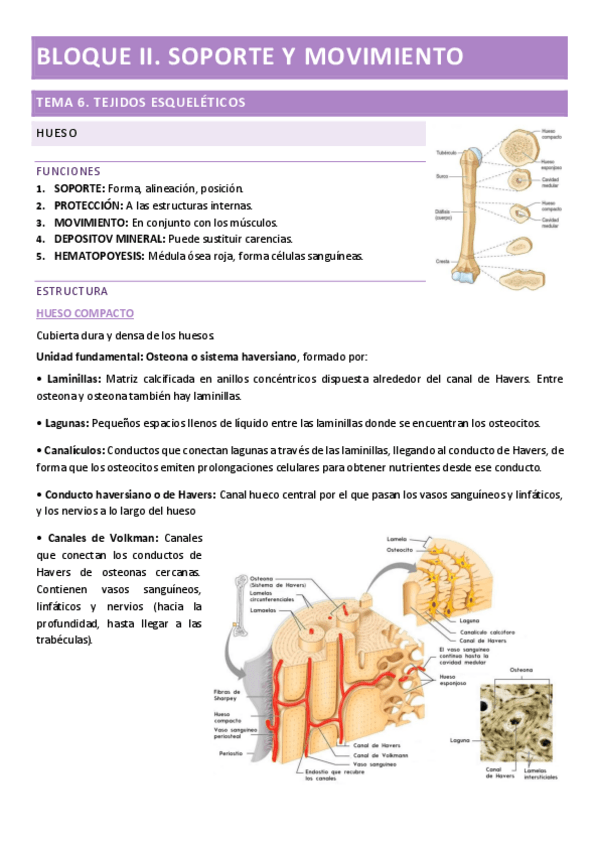 Miniatura del documento ANATOMIA-BLOQUE-II.pdf