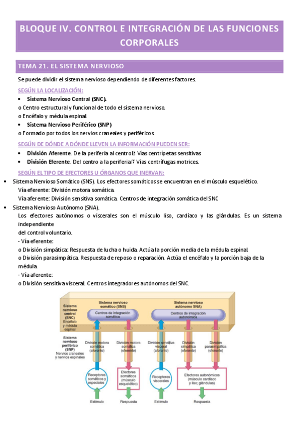 Miniatura del documento APUNTES-ANTOMIA-BLOQUE-IV.pdf