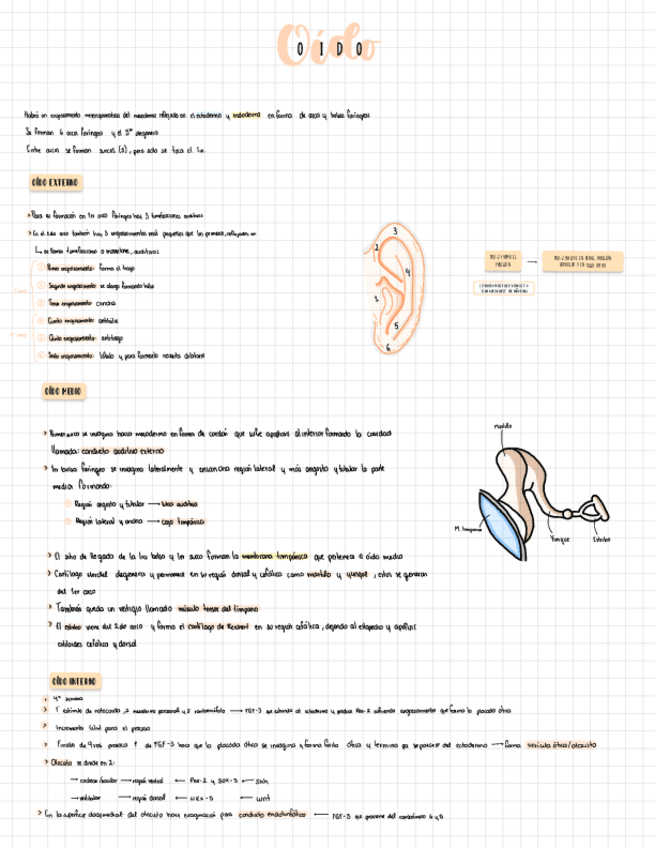 Miniatura del documento oido.pdf