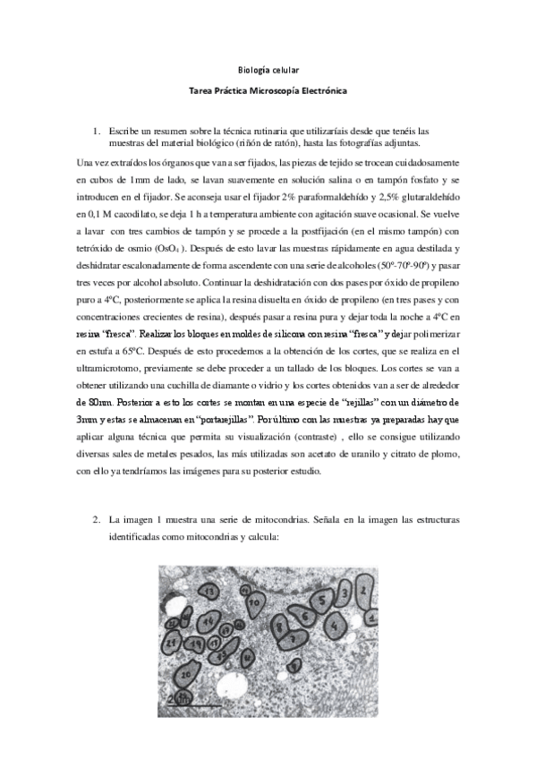 Miniatura del documento Actividades-Tarea-practica-microoscopia-electronica.pdf