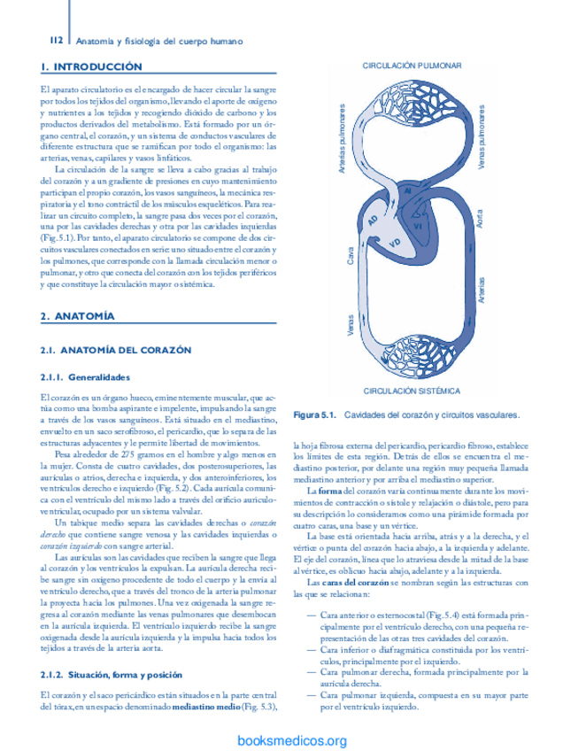 Miniatura del documento ANATOMIA-DEL-CORAZON.pdf