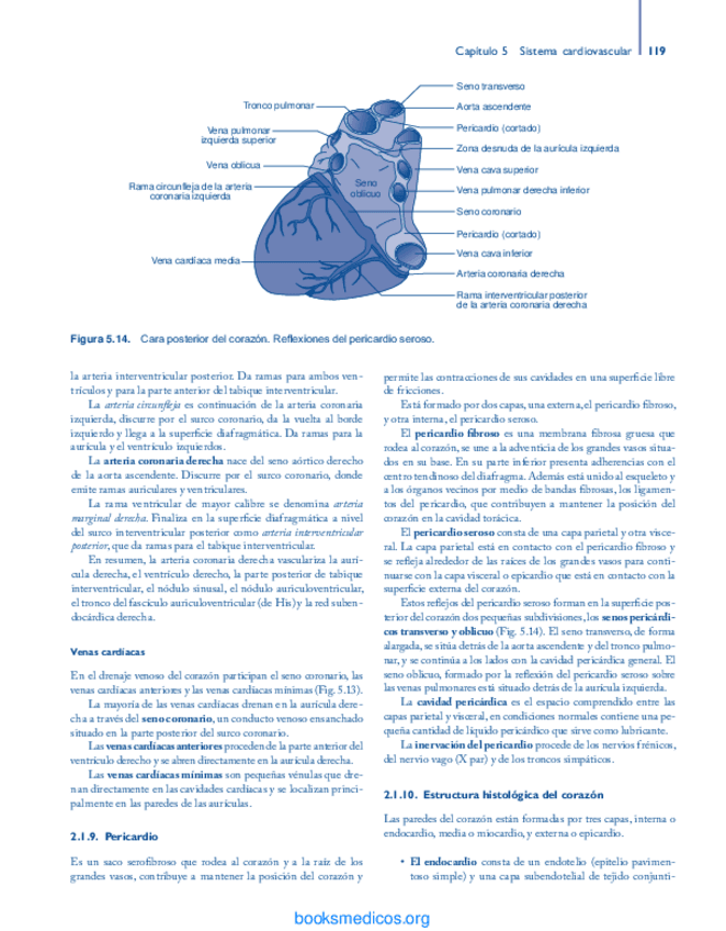 Miniatura del documento Estructura-histologica-del-corazon.pdf
