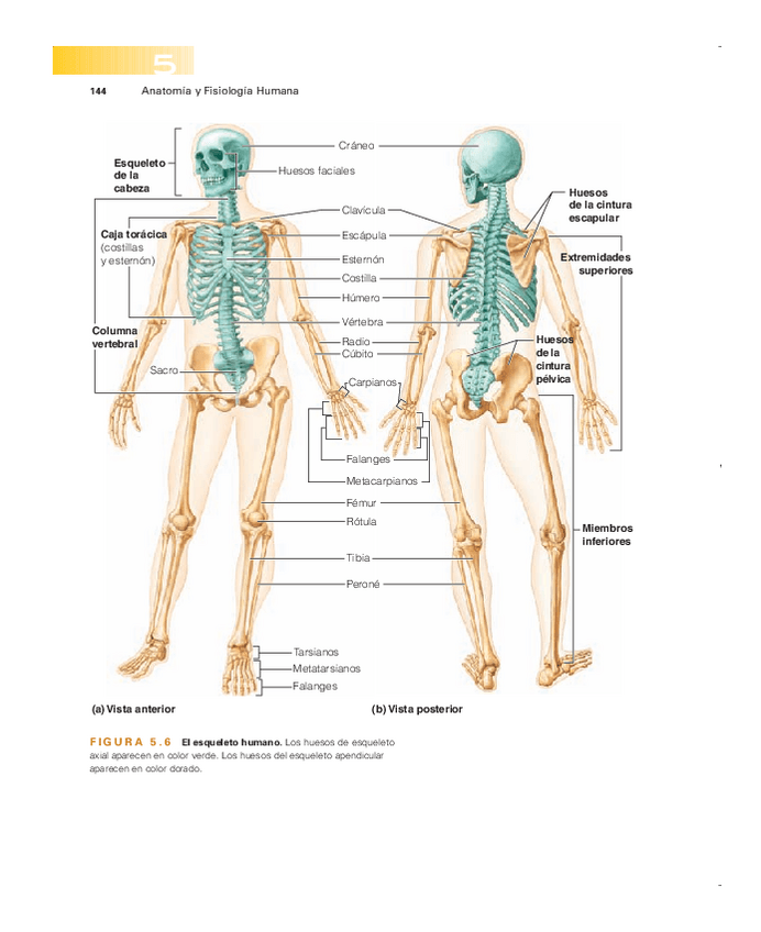 Miniatura del documento Huesos.pdf