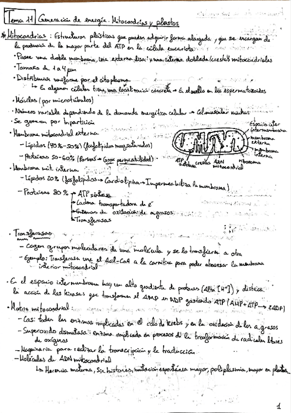 Miniatura del documento Biología T11-T20.pdf