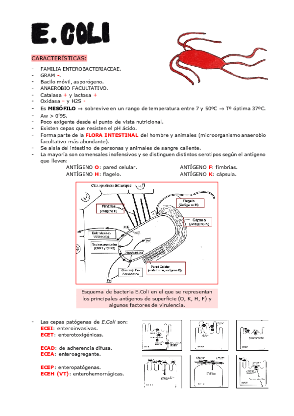 Miniatura del documento E.COLI.pdf
