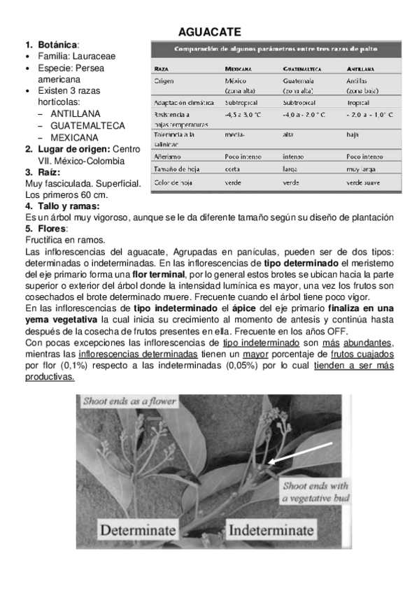 Miniatura del documento AGUACATE.pdf