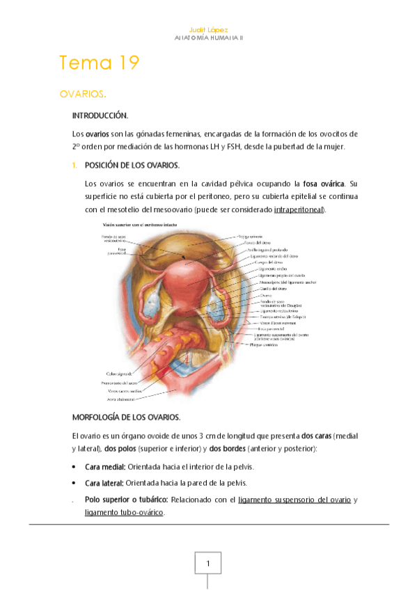 Miniatura del documento Tema 20. Ovarios. Trompas de Falopio.pdf