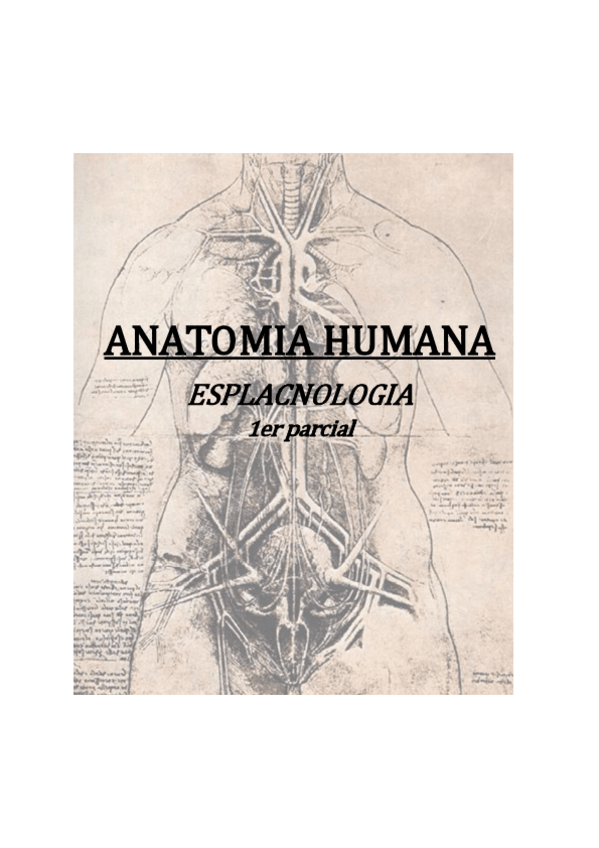 Miniatura del documento Esplacnologia - teoría 1er parcial - Respiratori, excretor i reproductor.pdf