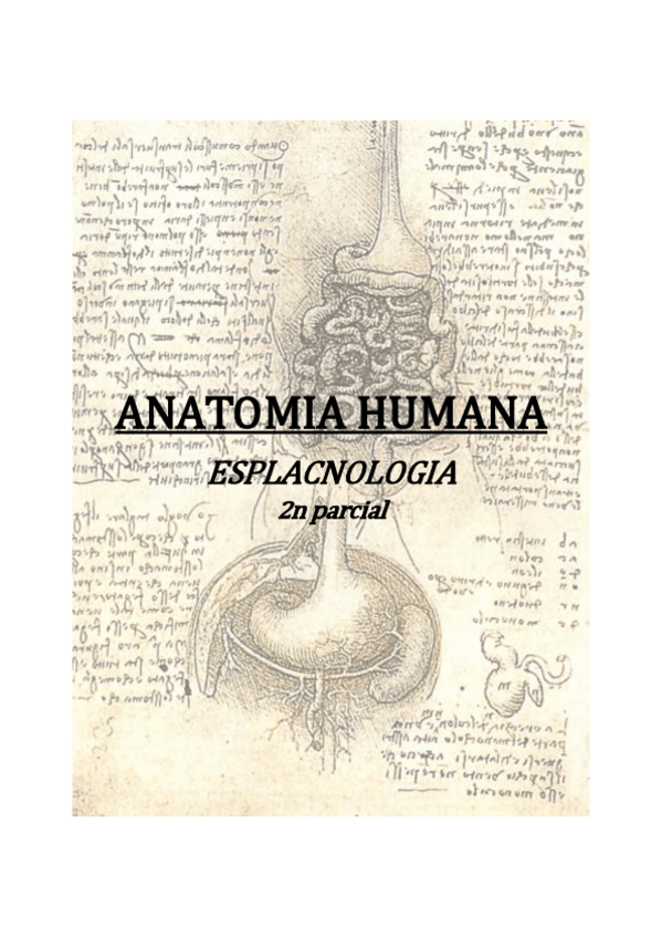 Miniatura del documento Esplacnología - teoría 2do parcial - Aparell digestiu.pdf
