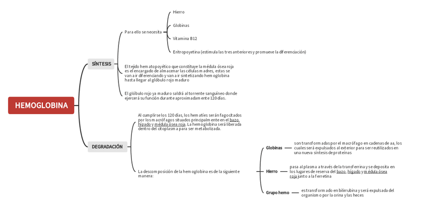 Miniatura del documento DEGRACION-Y-SINTESIS-DE-LA-HEMOGLOBINA-resumen.pdf