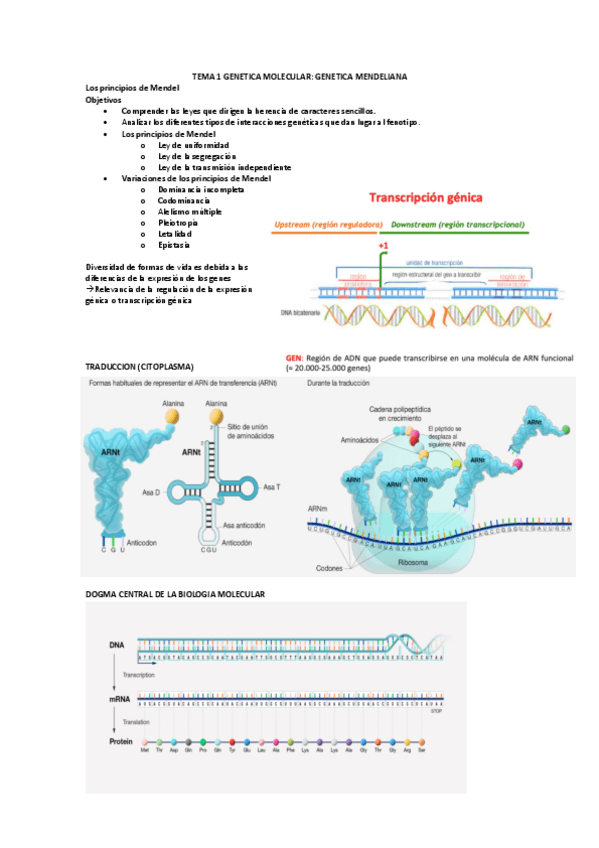 Miniatura del documento TEMA-1-GENETICA-MOLECULAR.pdf