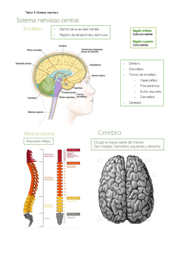 Miniatura del documento Sistema-nervioso.pdf