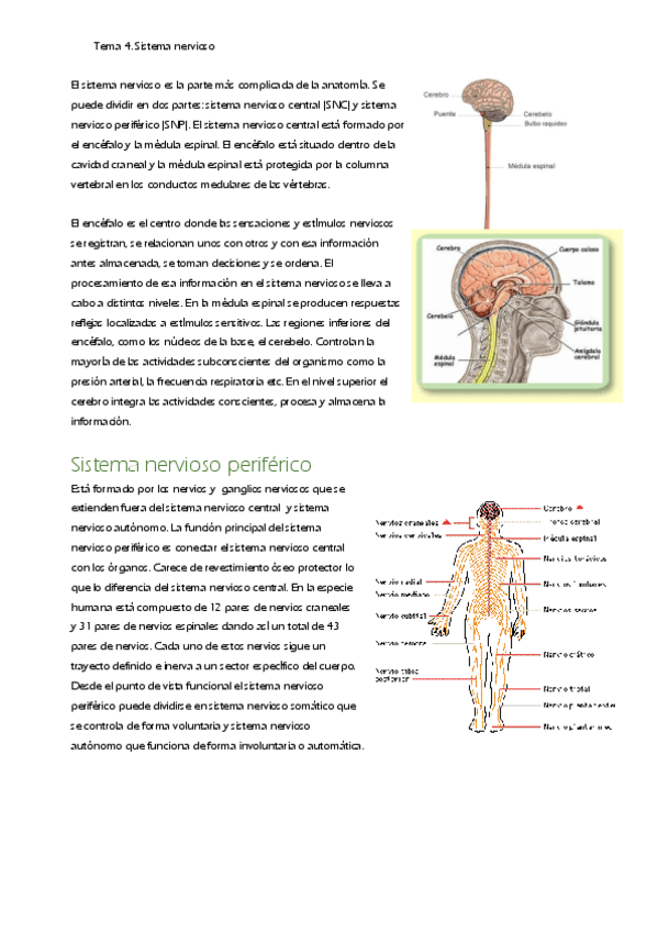 Miniatura del documento T4.-Sistema-nervioso.pdf