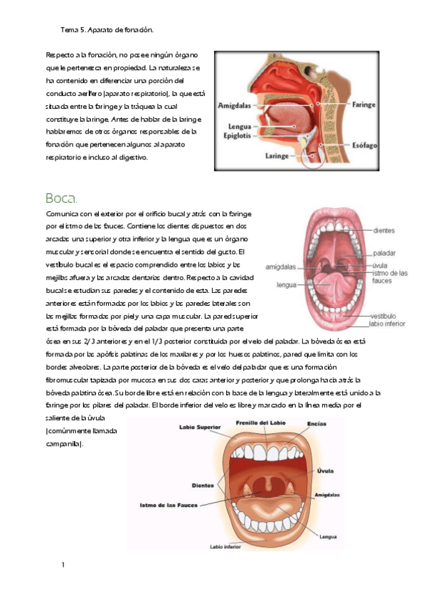 Miniatura del documento T5.-Aparato-fonacion.pdf
