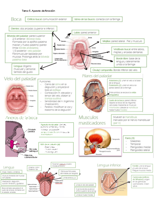 Miniatura del documento Aparato-fonacion.pdf