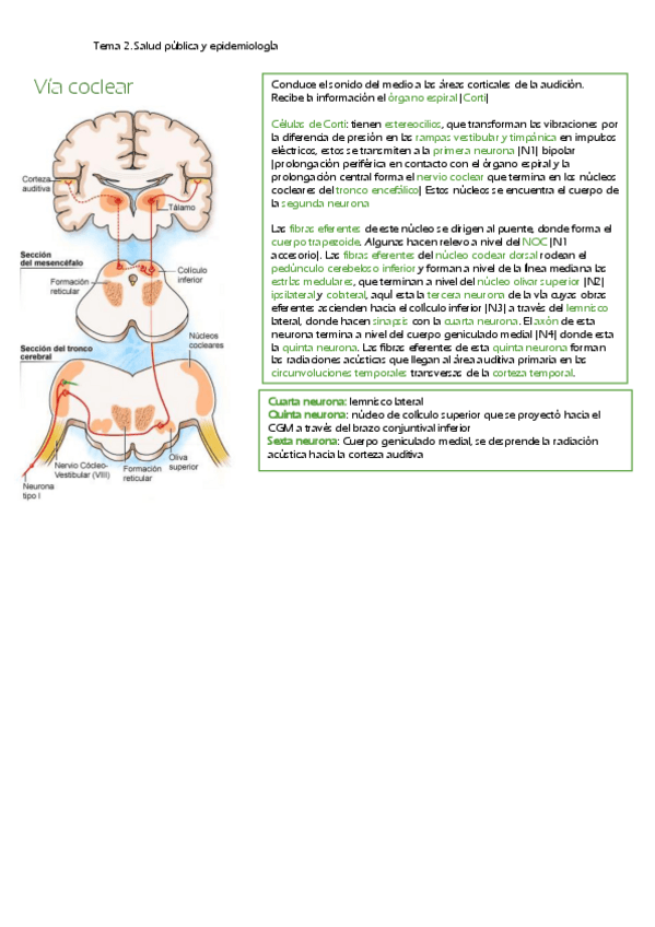 Miniatura del documento Via-auditiva.pdf