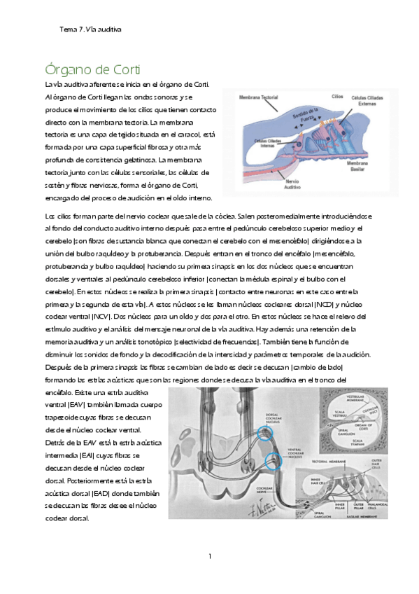 Miniatura del documento T7.-Via-auditiva.pdf
