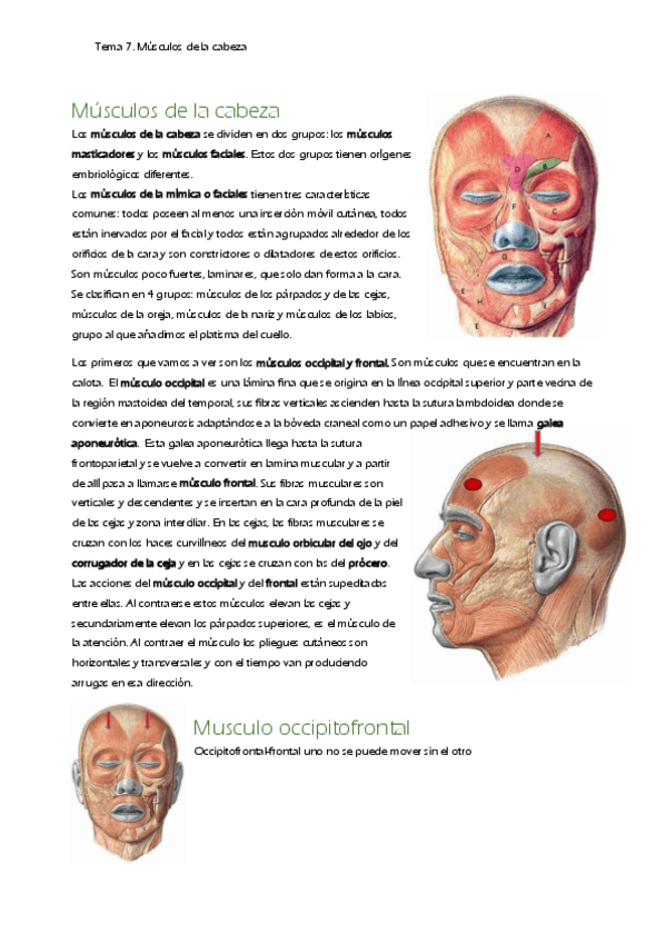 Miniatura del documento T8.-Musculos-de-la-cabeza.pdf