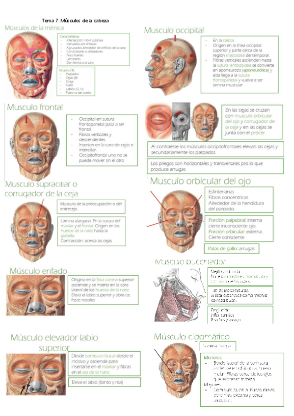 Miniatura del documento Musculos-de-la-cara.pdf