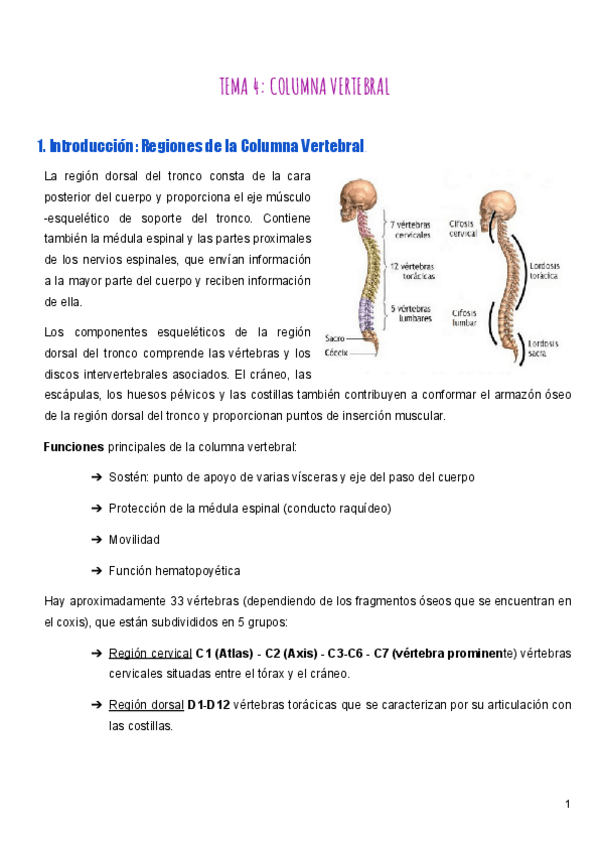 Miniatura del documento TEMA-4-ANATOMIA.pdf