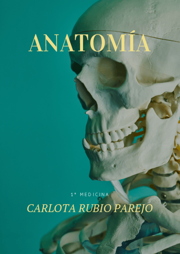 Miniatura del documento ANATOMIA-SUPERIOR.pdf