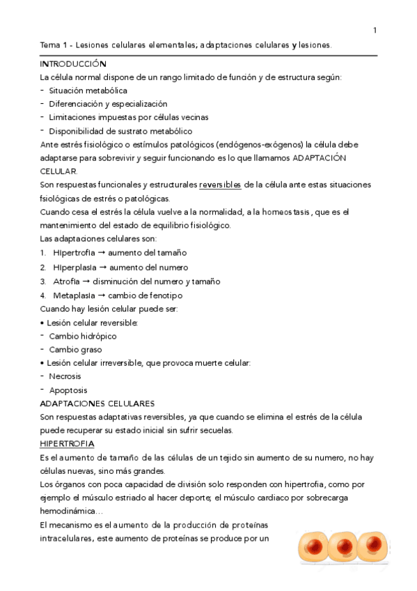Miniatura del documento AP-1o-PARCIAL-falta-tema-3.pdf