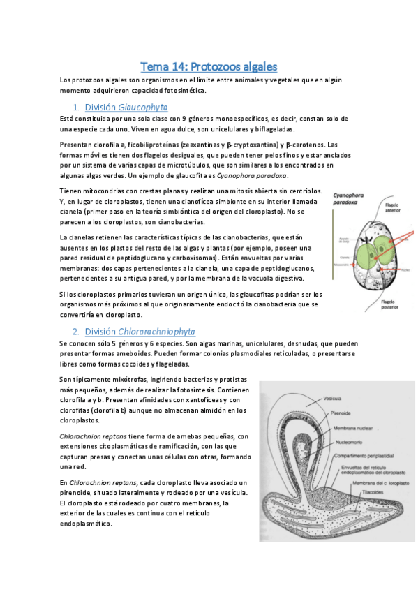 Miniatura del documento Tema 14 - Botánica.pdf