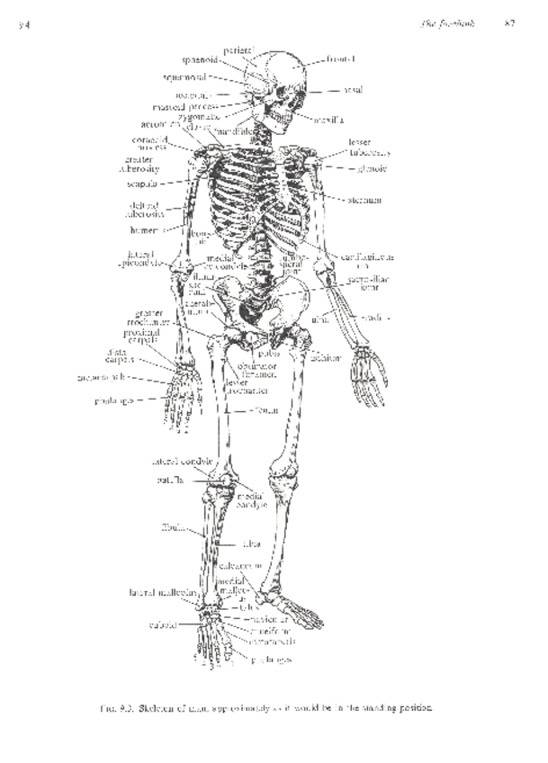 Miniatura del documento YOUNG.pdf