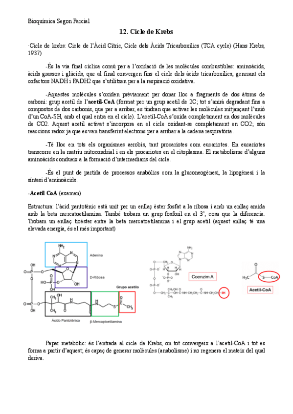 Miniatura del documento T.12-Bioquimica-ciclo-de-krebs.pdf