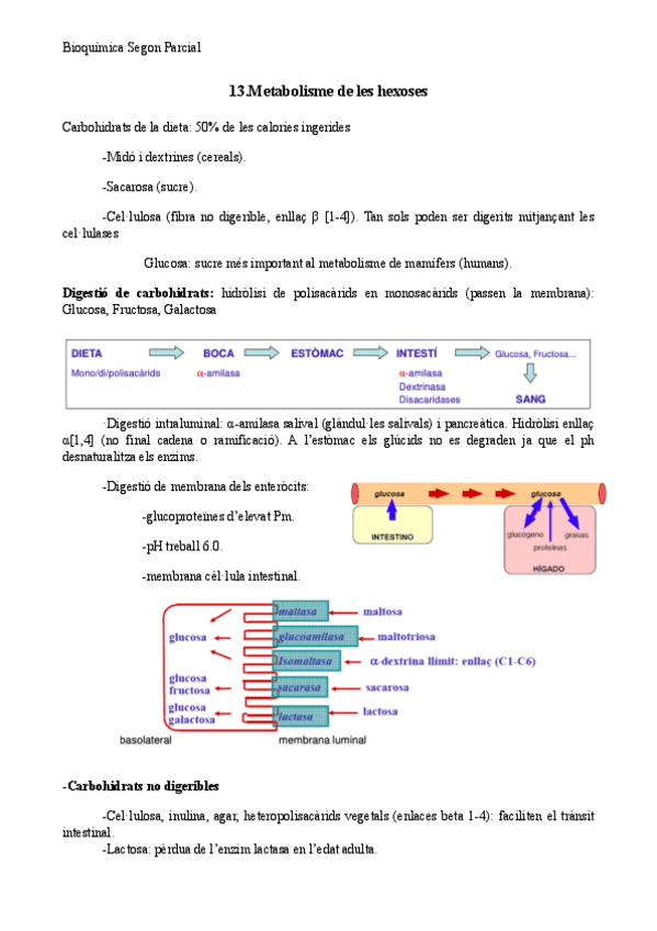 Miniatura del documento T.14-Bioquimica-metabolismo-hexosas.pdf