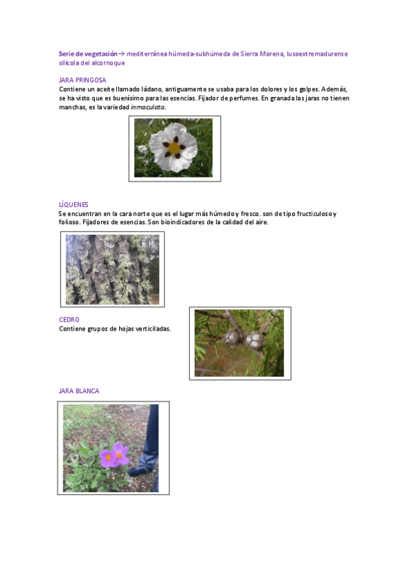 Miniatura del documento Resumen-Salida-de-campo-Sierra-Morena.pdf