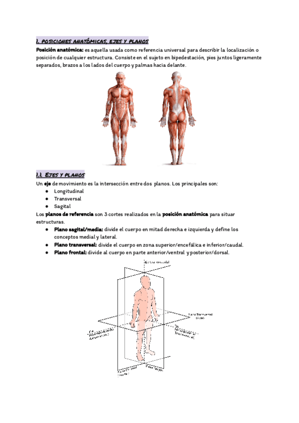 Miniatura del documento TEMA-1.-Localizacion-de-estructuras-anatomicas-1.pdf