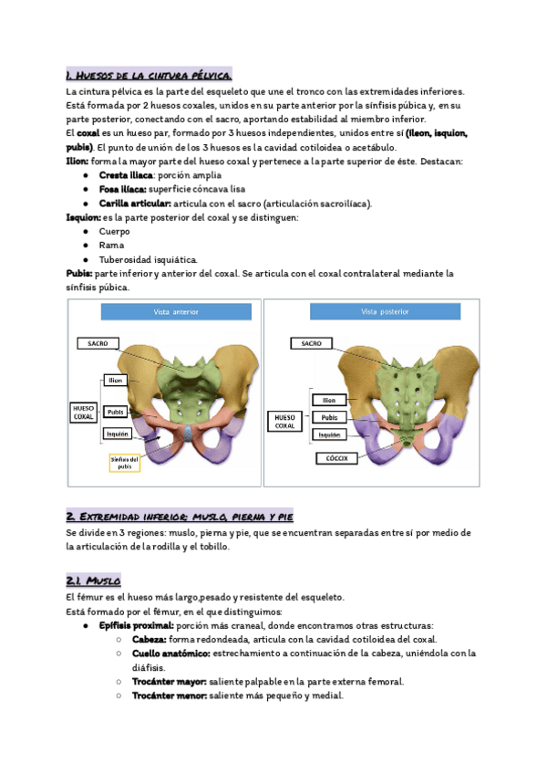 Miniatura del documento Tema-6.-El-aparato-locomotor-extremidad-inferior-y-musculos..pdf