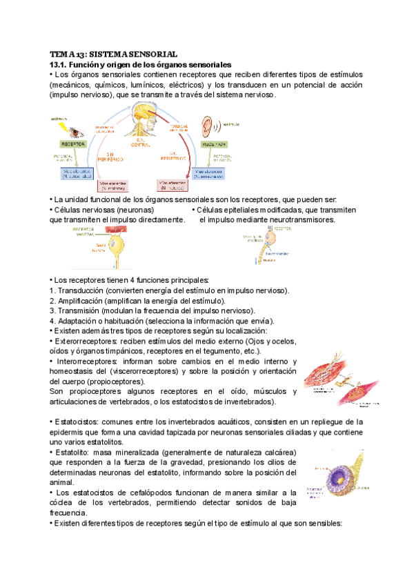 Miniatura del documento TEMA-13-SISTEMA-SENSORIAL.pdf