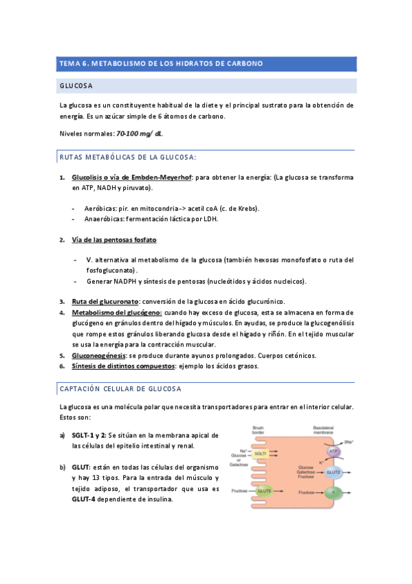 Miniatura del documento Tema-6.-Metabolismo-HC.pdf