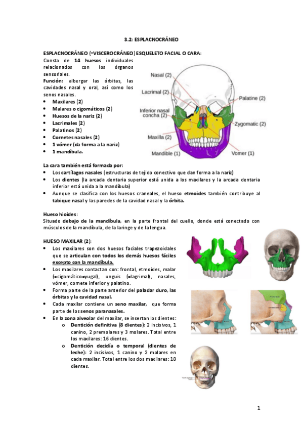Miniatura del documento Antropologia-3.2-esplacnocraneo.pdf