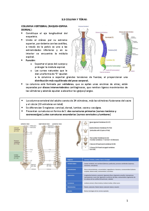 Miniatura del documento Antropologia-3.3-columna-y-torax.pdf