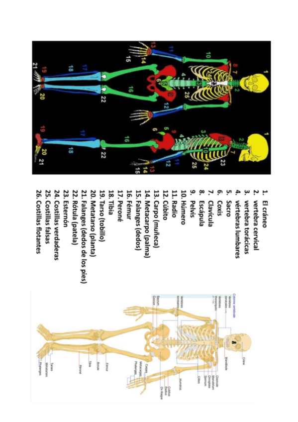 Miniatura del documento HUESOS.pdf