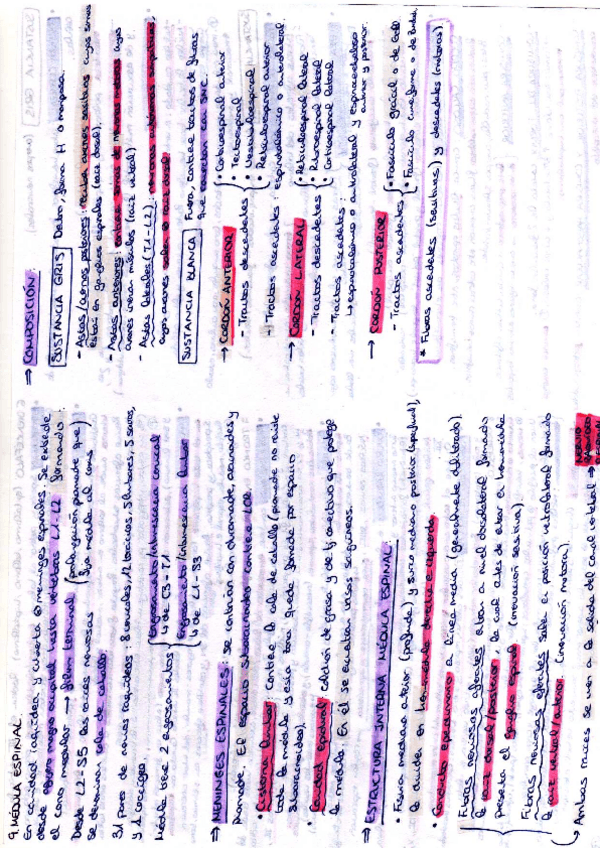 Miniatura del documento ESQUEMAS ANATOMIA 2º PARCIAL.pdf