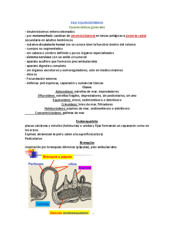 Miniatura del documento apuntes-vertebrados-lizana.pdf