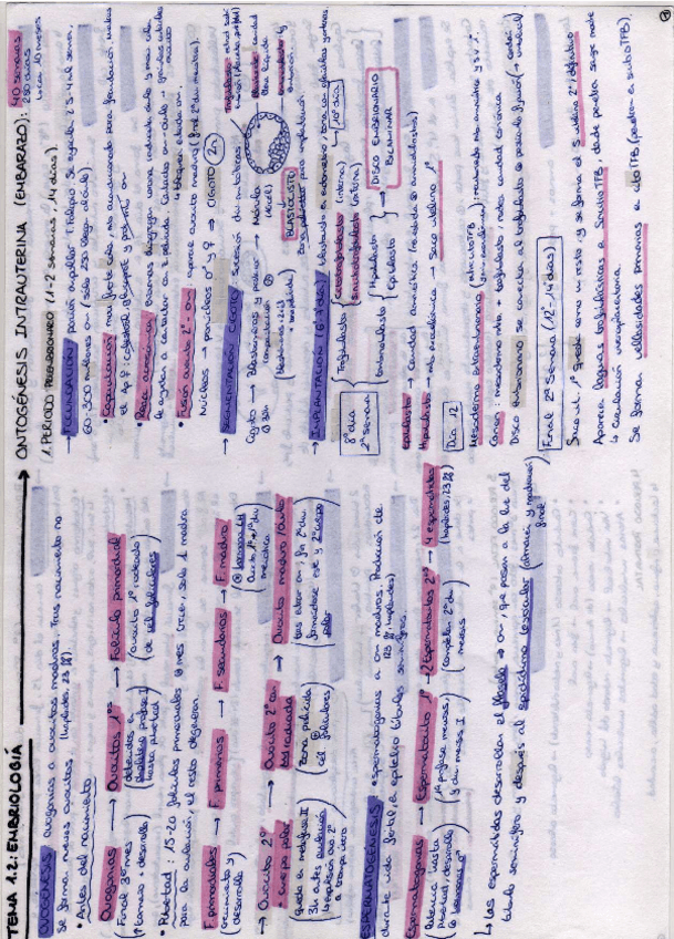 Miniatura del documento ESQUEMAS-ANATOMIA-1ER-PARCIAL.pdf