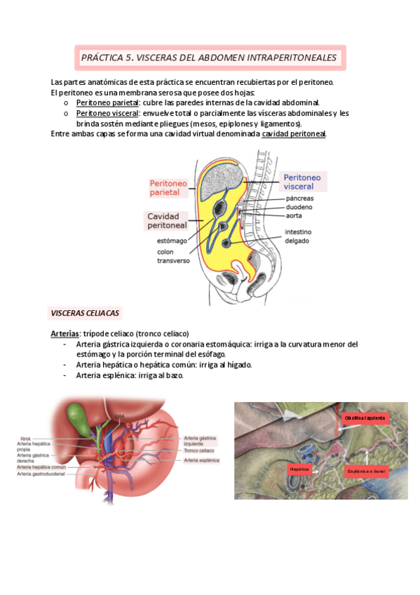 Miniatura del documento 5-Visceras-Intraperitoneales.pdf