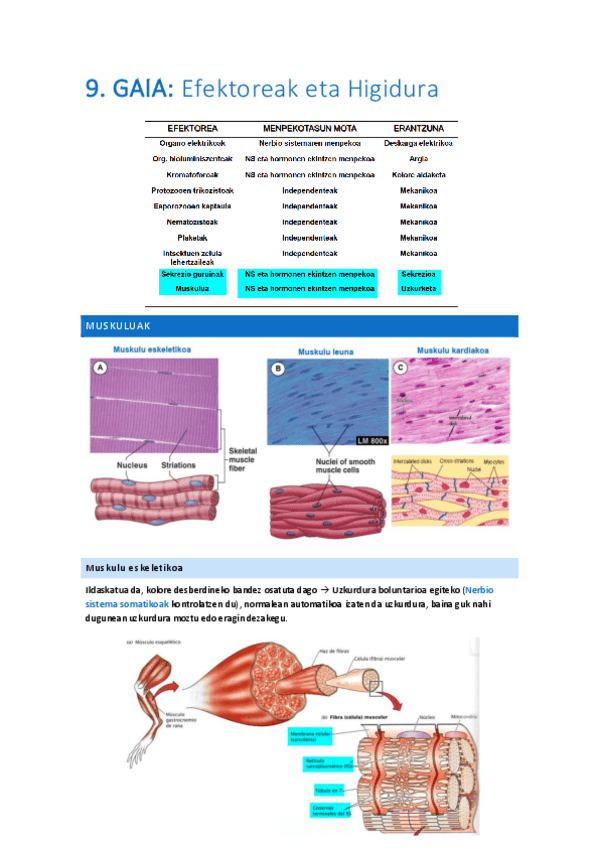 Miniatura del documento 9.-Efektoreak-eta-higidura.pdf