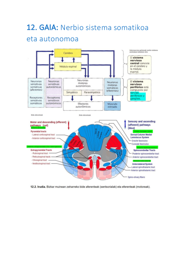 Miniatura del documento 12-Nerbio-sistema-somatikoa-eta-autonomoa.pdf